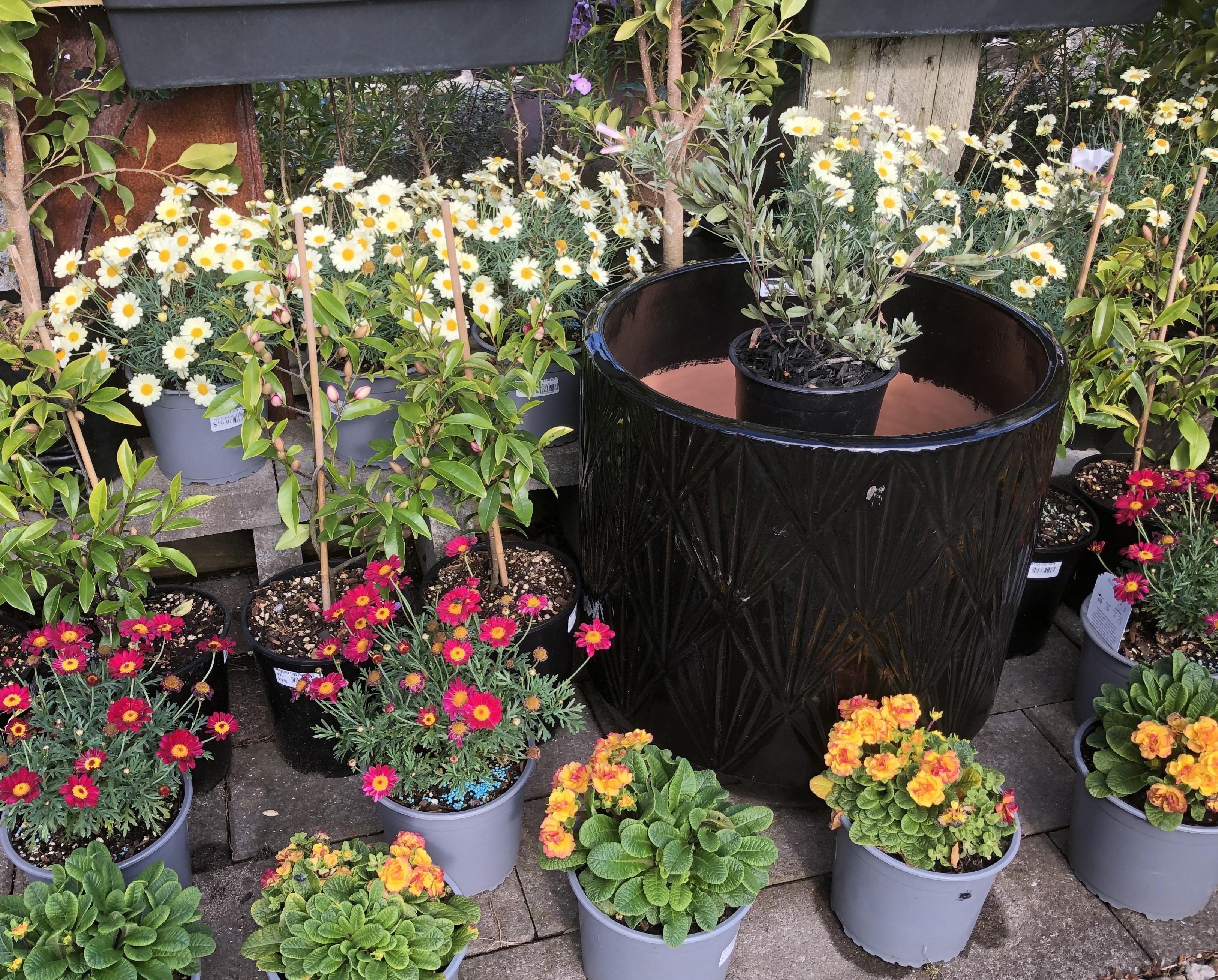 Hot Water Beach Garden Centre mcp image link