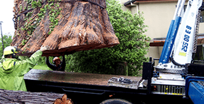 tree trimming north shore