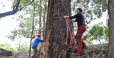 tree topping auckland