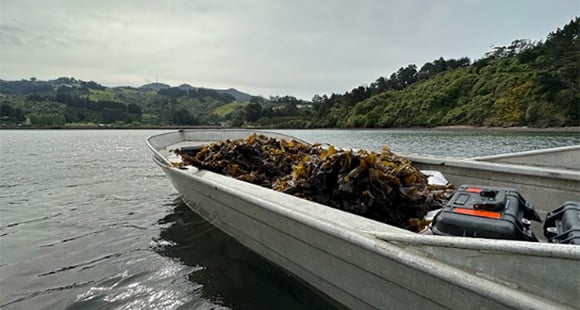 Small but long grey boat full of wet seaweed freshly taken from the sea as they float along with the beach and hills in the distance