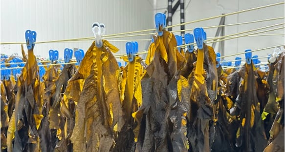 Rows of wet seaweed hanging from lines with blue and clear clips holding them in place