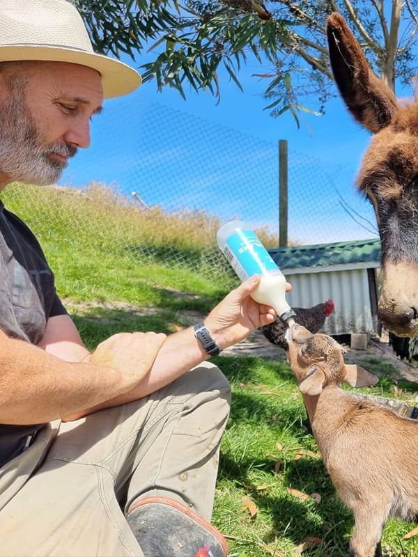 Jim McKenzie sitting in a fenced paddock feeding a baby goat with a bottle of milk as the donkey waits curiously behind it