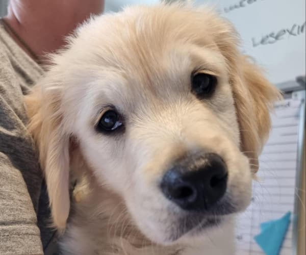 Sad looking golden Labrador puppy being held someone in a grey hoodie