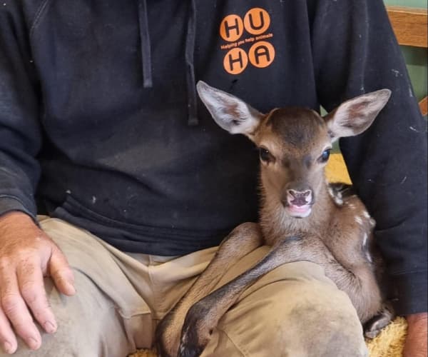 Brown baby deer sitting on a Huha team members lap