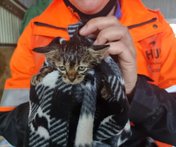 Huha team member in an orange high-viz jacket, drying off a brown multicoloured kitten