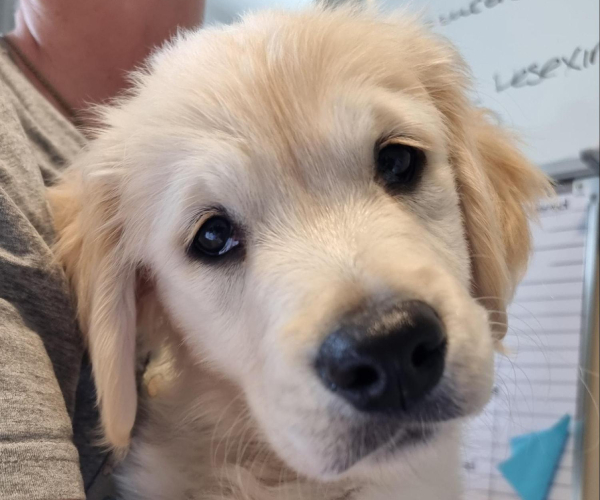 Sad looking golden Labrador puppy being held someone in a grey hoodie