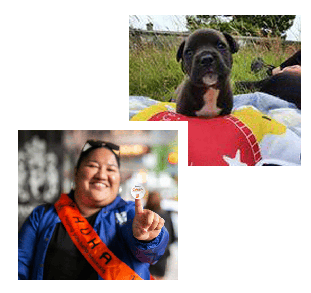 Miniature brown puppy sitting on a blanket amongst the grass and a woman with an orange huha sash holding up a huha sticker