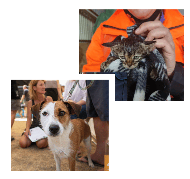 Cute brown and white dog on a leash, and a Huha team member drying off a brown multicoloured kitten