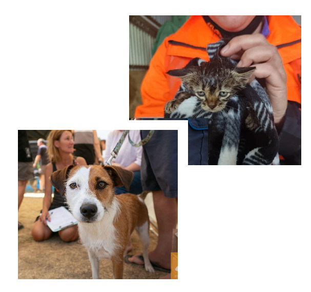 Cute brown and white dog on a leash, and a Huha team member drying off a brown multicoloured kitten