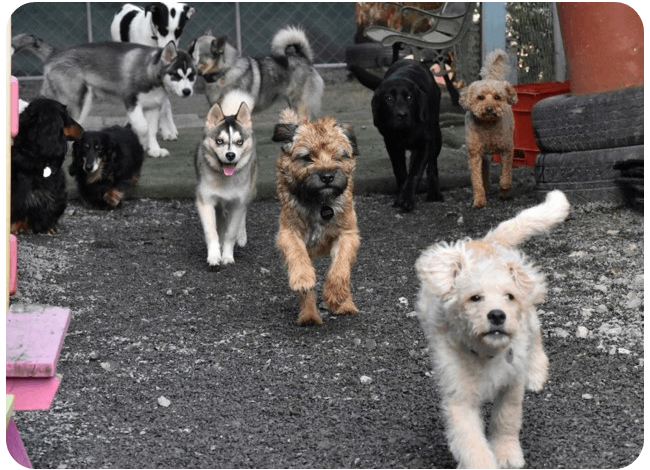 what does doggy day care cost wellington