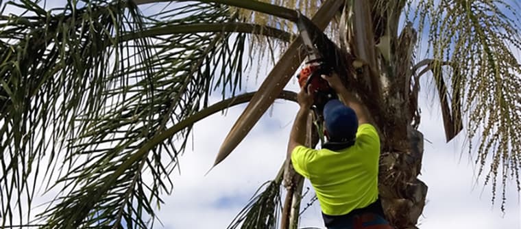 Trimming Palm Fronds Auckland