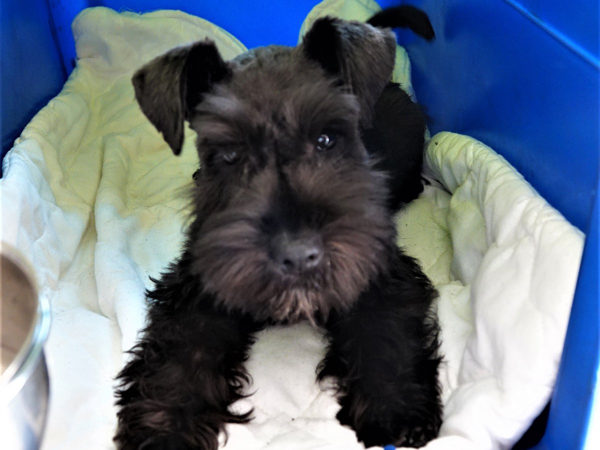 Best crate for miniature schnauzer best sale