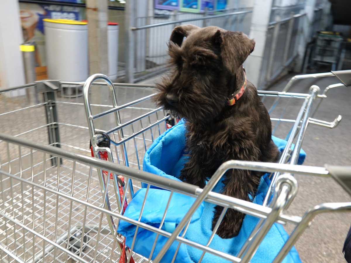 How to crate train a miniature schnauzer best sale