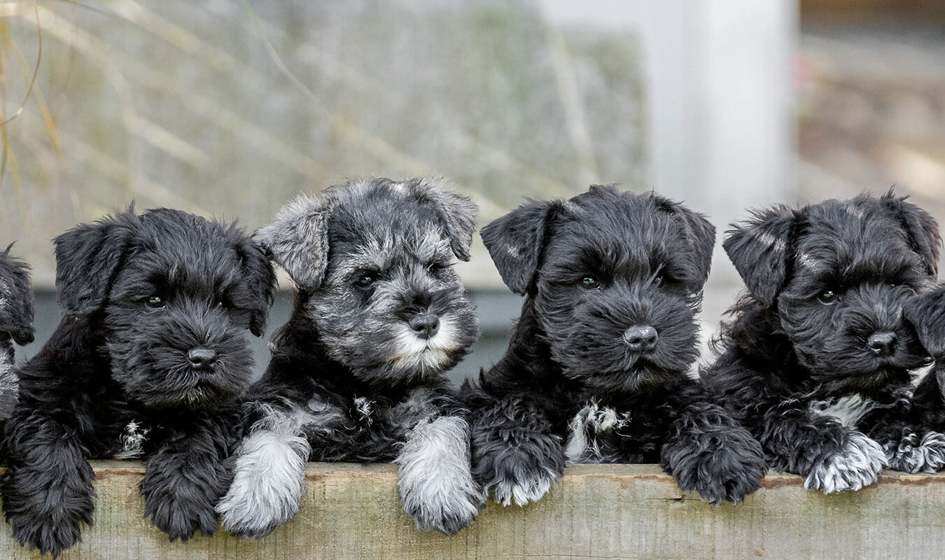 Giant schnauzer kennels best sale