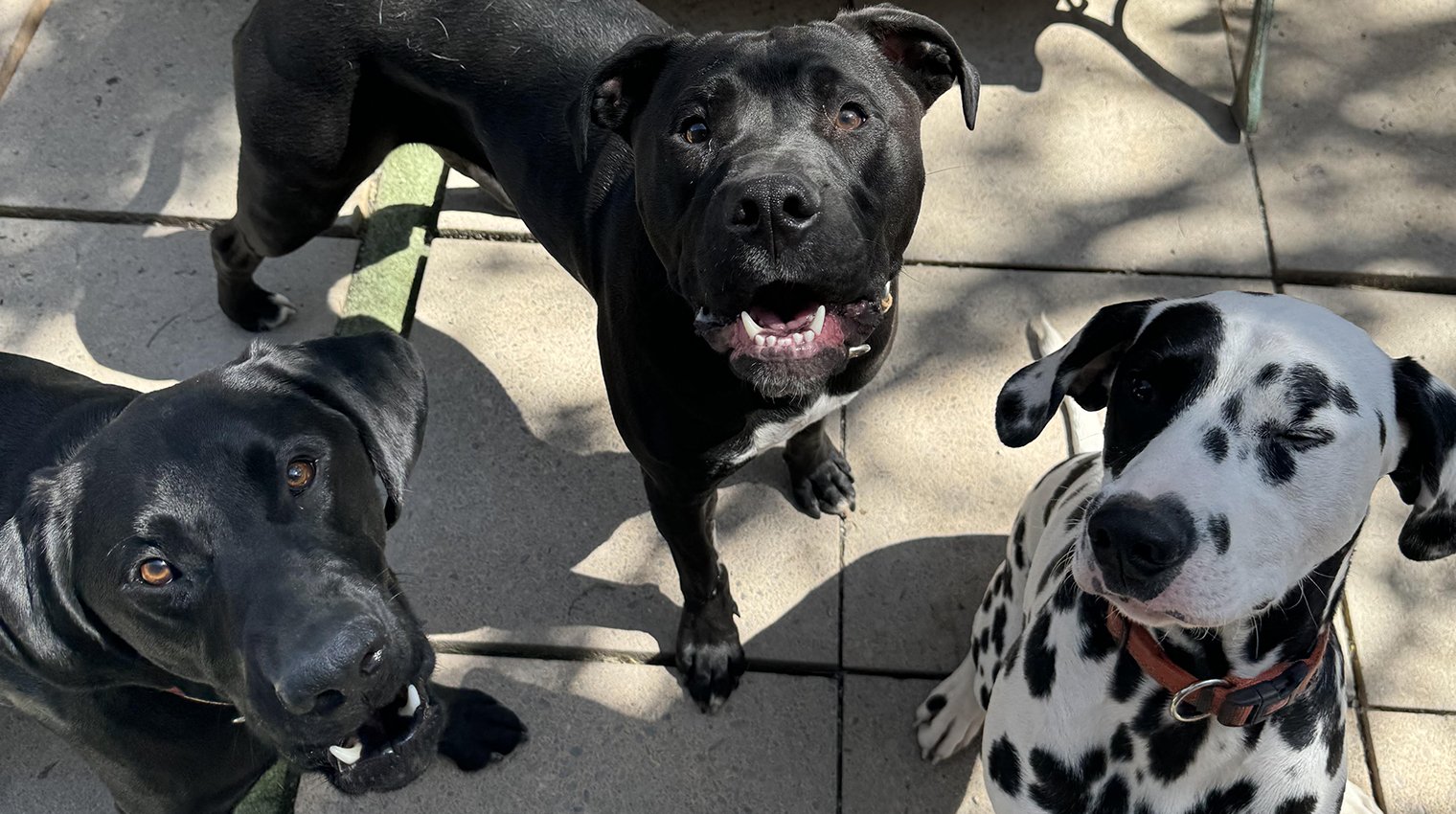 Day Care Centre for Dogs Wellington Dog Groomers Porirua